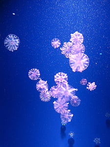 pink jelly fish digital wallpaper