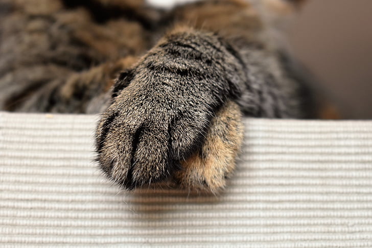 animal's paw