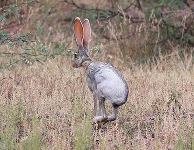 hopping hare on grass field