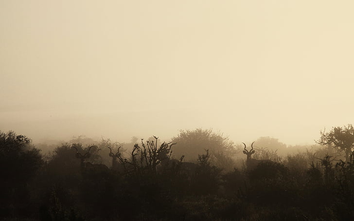 silhouette of deer with mist