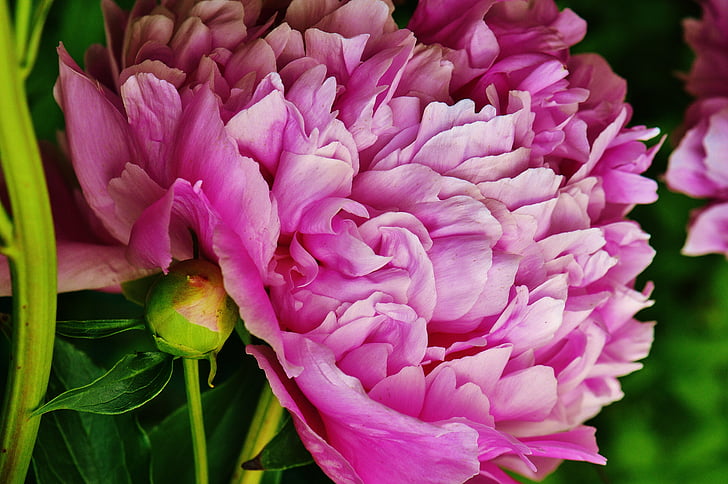 close up photography of pink cluster petaled flower