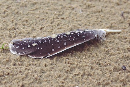 black feather with water droplets