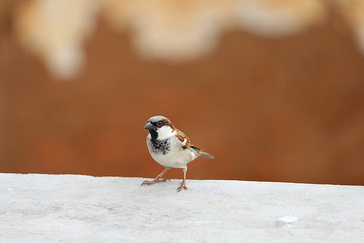 shallow focus photography of white and brown bird