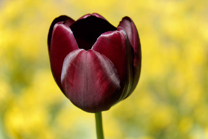 closeup photography of dark red tulip flower