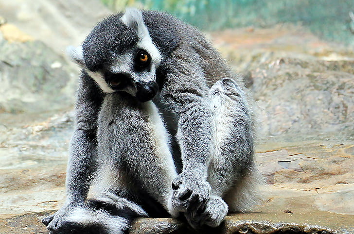 grey primate sitting on rock
