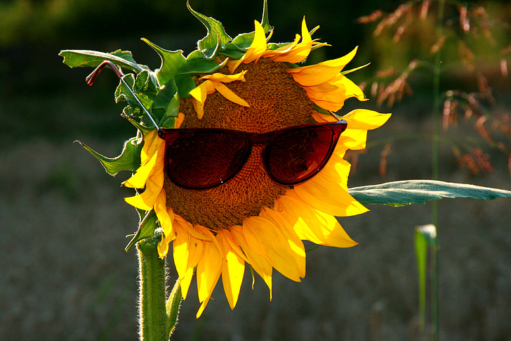 sunflower with brown framed sunglasses
