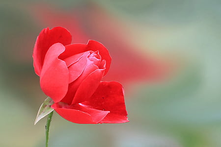 selective focus photo of red rose flower