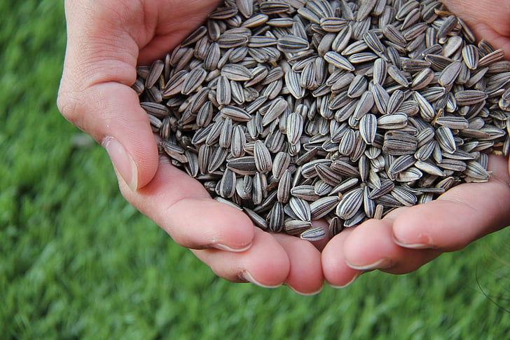 person holding sunflower seeds