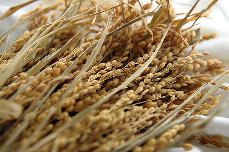 Royalty-Free photo: Rice grains on white textile | PickPik