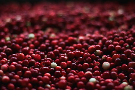 macro photography of red fruit lot