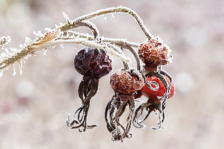 four red fruits on icicles