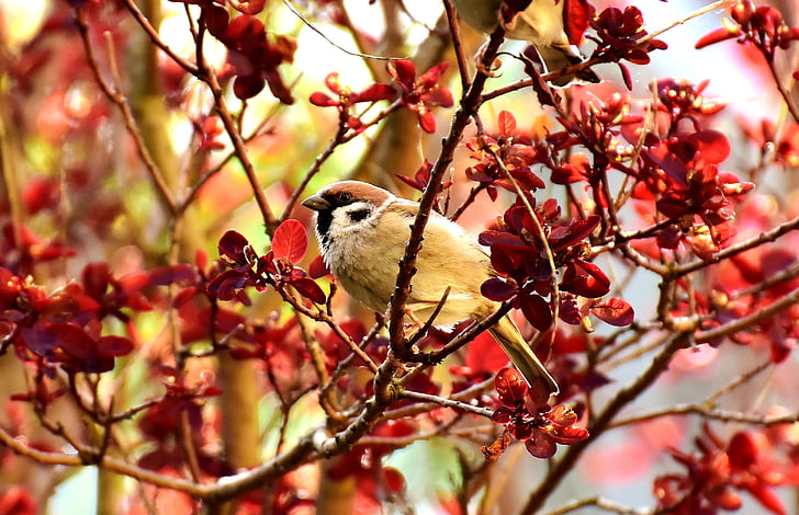 beige sparrow on tree branch
