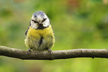 selective focus photography of fledgling Eurasian blue tit