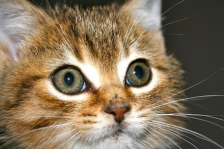 orange tabby kitten's face