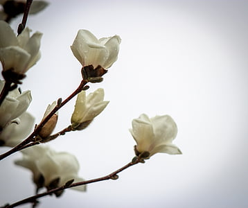 white petaled flowers closeup photography