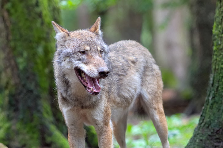 closeup photography of brown wolf