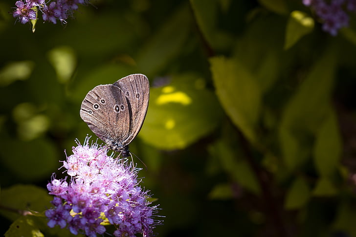 meadow brown butterfly on purple cluster flowers