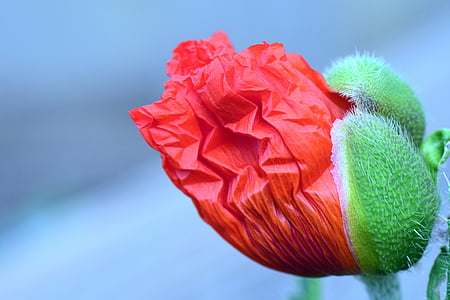 selective focus photo of red poppy bud