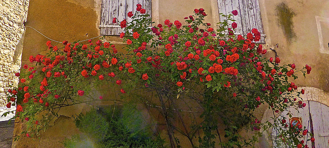 red rose plant beside brown house