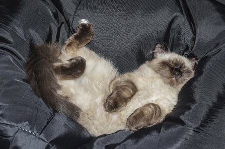 sleeping Siamese cat