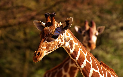 photo of giraffe in selective focus photography