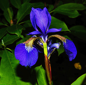closeup photo of blue iris flower