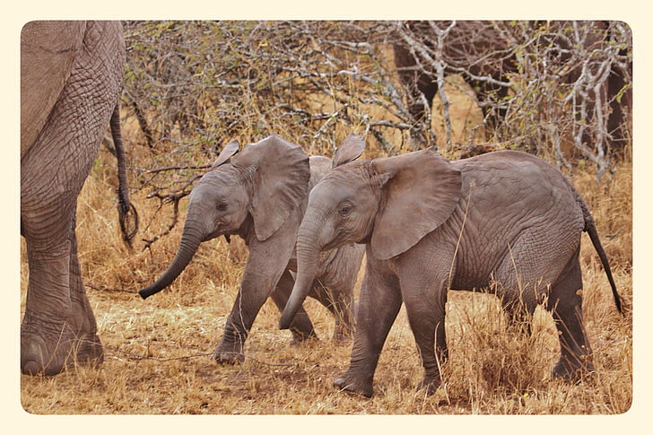 two elephants during daytime