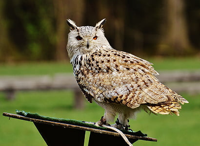 wildlife photography of beige owl