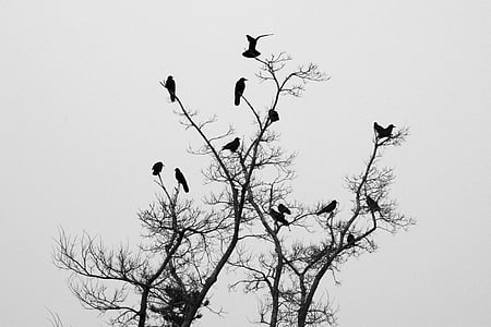 birds perched on tree branch silhouette