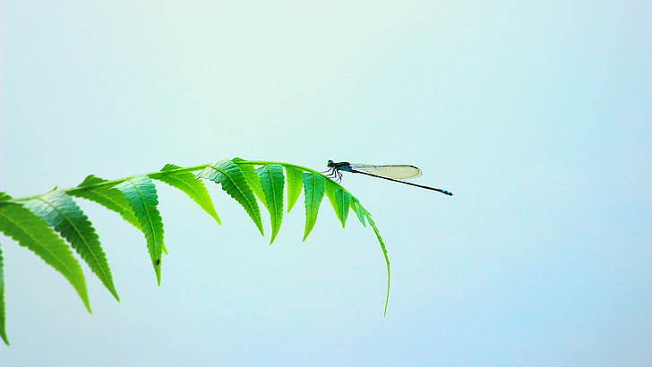 black damselfly perching on green leaves at daytime