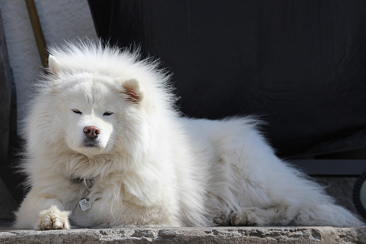 adult white Chowchow