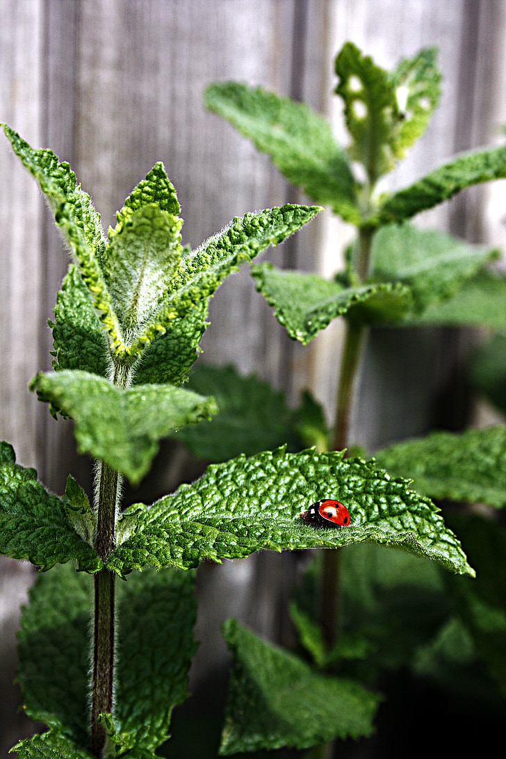 selective focus photography of red ladybug on leaf