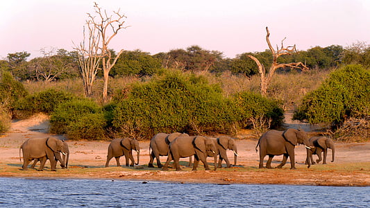 group of elephants walking at the side