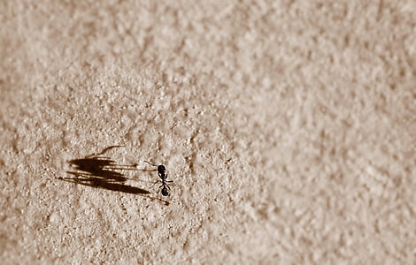 garden ant on sand