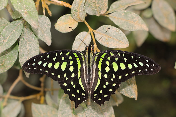 shallow focus photography of black and green butterfly