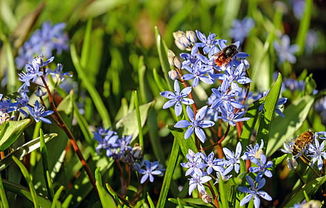 blue and white petaled flowers