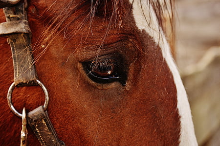 horse face