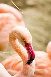 selective focus photo of pink flamingo