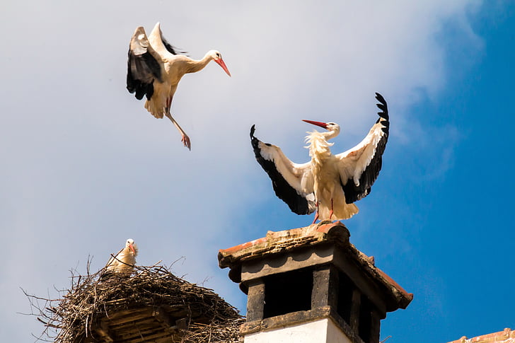 two storks on the roof under blue sky