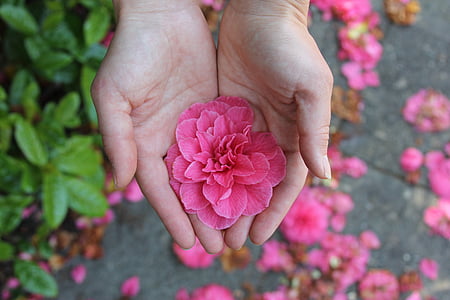 person holding pink petaled flower during daytime