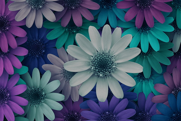 assorted-color daisies wallpaper