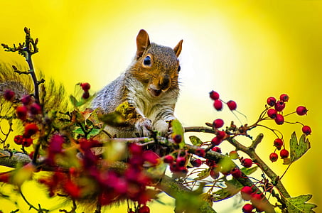 selective focus photo of grey and brown squirrel on red berries