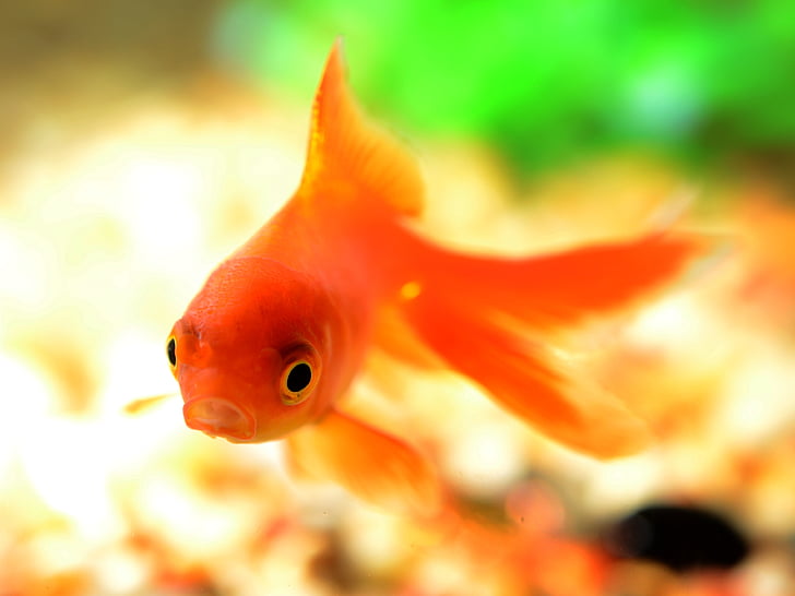 orange goldfish swimming in close-up photography