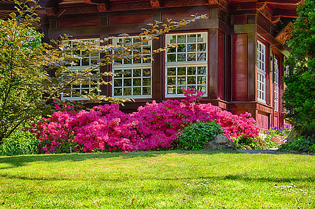 pink flowers beside a brown house at daytime