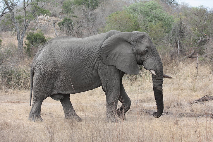 gray elephant walking on field