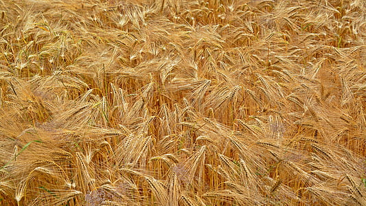 brown wheat