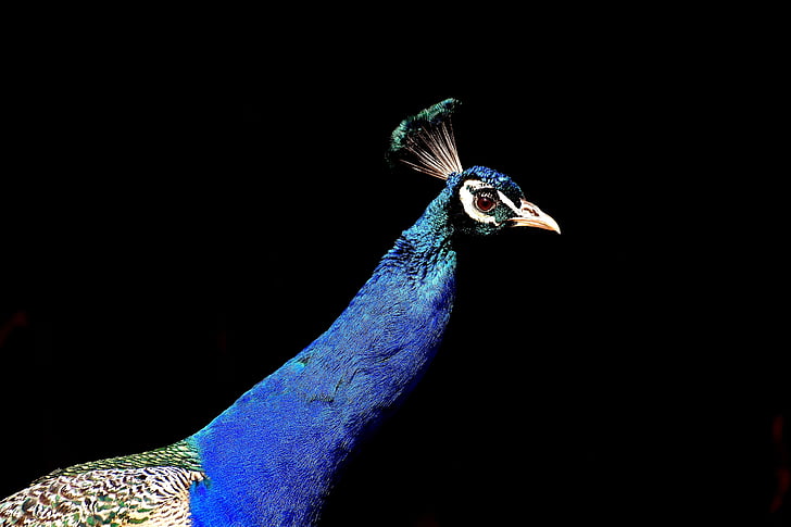 close up photo of blue peacock