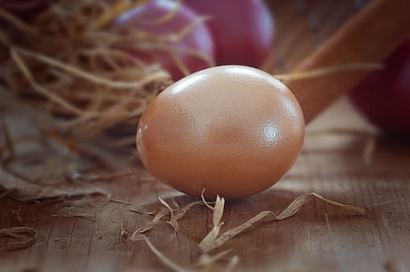 brown egg beside nest