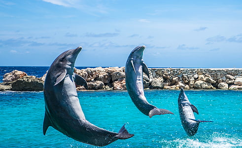 three gray dolphins flying above sea at daytime