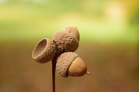 shallow focus lens photography of acorns